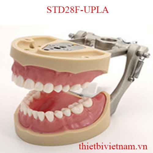 MÔ HÌNH RĂNG HÀM MẶT STD28F-UPLA
